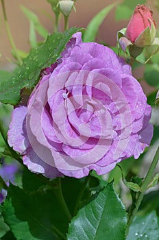 Mamy Blue rose flowers cultivated in the garden