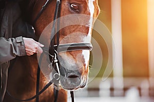 A man adjusts the reins on a bridle worn on the muzzle of a bay horse with a white stripe on the forehead, which is illuminated