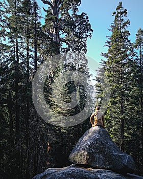 Man admiring Huge Sequia tree in the Sequia National Park, California photo