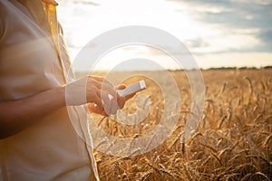 man agronomist uses modern technology in a wheat field. Ripe barley, sunset. The specialist calculates losses from rains