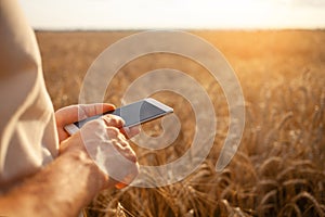 man agronomist uses modern technology in a wheat field. Ripe barley, sunset. The specialist calculates losses from rains