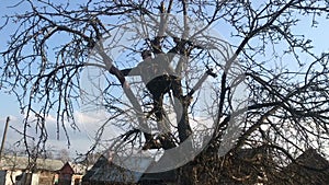 Man albarist breaking big dry branch on huge apple tree, climate change, drought disaster