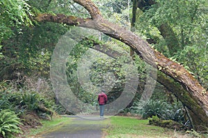 Man alone, strolls down a path.