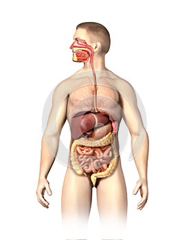 Man anatomy digestive system cutaway.