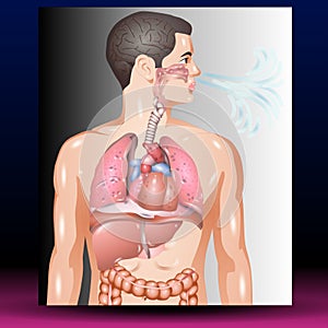 Man Anatomy - Healthcare - Science - Medical Treatment - Organ