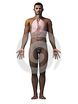 man anatomy - lung