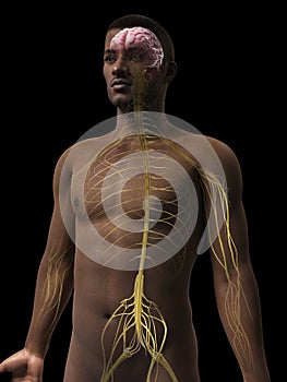 Man anatomy - nerves