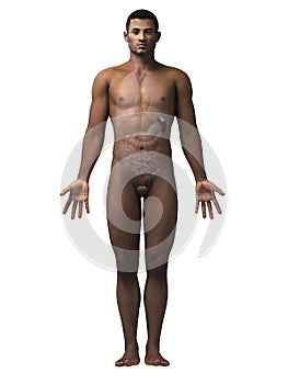 Man anatomy - spleen photo