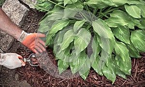 Man applying brown mulch, bark, with hand trowel around green healthy hosta plants in residential garden