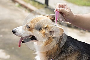 A man applying tick and flea prevention treatment and medicine to his corgi dog or pet