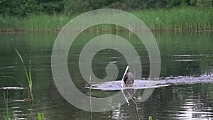 The man in the aqualung emerges from the water