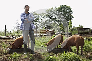 Man With Arms Crossed By Pigs In Sty