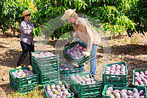Man arranging boxes with harvested mangoes in fruit garden