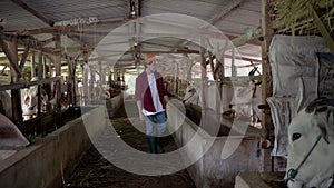 man asian wearing a cowboy hat while checking cow shed