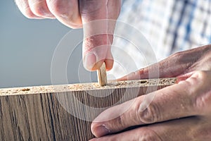 Man assembling furniture at home, hand with wooden dowel pins