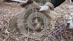 A man with an axe cuts young branches of trees