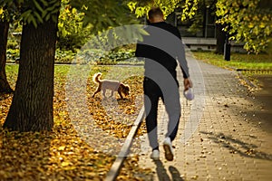 Man, back view, is walking his dog on a sidewalk. Autumn, leaf fall concept