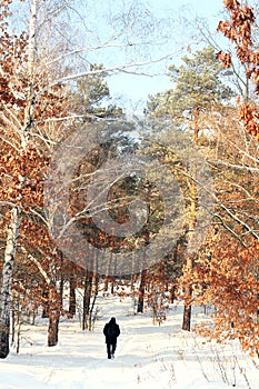 Man with backpack is going to the sea through the winter forest