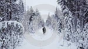 Man with a backpack walks in the forest in winter. Aerial drone flight footage. Backpacking winter hike