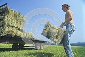 A man bailing hay on a cattle farm
