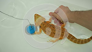 A man bathes a baby bearded agama in the bathroom in clear warm water.