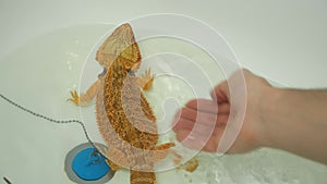 Man bathes baby bearded agama in the bathroom pouring his body clear warm water.