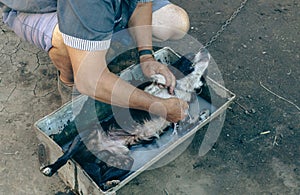 A man bathes his dog for fleas.