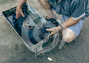 A man bathes his dog for fleas.