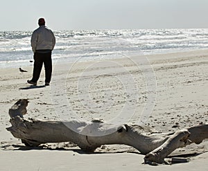 Man on Beach by Petrified Log