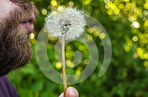 Man with the beard is blowing on dandelion