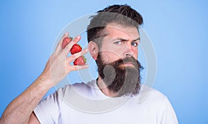 Man beard hipster strawberries between fingers blue background. Carbohydrate content strawberry. Strawberries safest