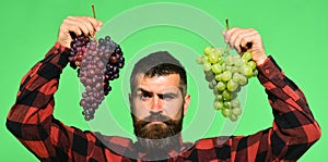 Man with beard holds bunches of grapes on green background.