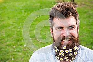 Man with beard and mustache enjoy spring, green meadow background. Masculinity concept. Guy with daisy or chamomile