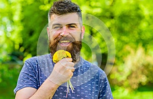 Man with beard and mustache on happy face holds bouquet of dandelions. Bearded man holds yellow dandelions. Romantic