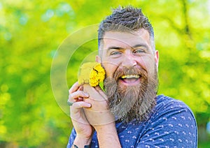 Man with beard and mustache on happy face holds bouquet of dandelions. Romantic hipster made bouquet, green nature