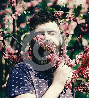 Man with beard and mustache on peaceful face near flowers on sunny day. Bearded man with fresh haircut sniffs bloom of