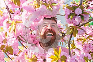 Man with beard and mustache on smiling face near sakura flowers. Bearded man with stylish haircut with flowers on