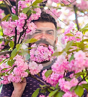 Man with beard and mustache on strict face near tender pink flowers. Masculinity concept. Hipster with sakura blossom in