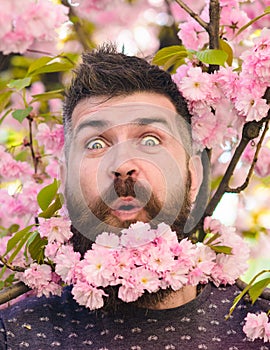 Man with beard and mustache on surprised face near pink flowers, close up. Bearded man with sakura on background