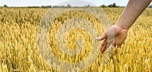 Man in beautiful wheat field with sunlight. Closeup of farmer`s hand over wheat ears growing in summer. Sunset over golden crop