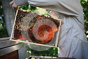 Man beekeeper holding honeycomb frame full of bees in apiary.