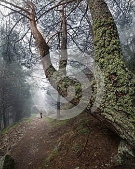 Man from behind, hiking down a mysterious forest path with thick fog. Morcuera photo