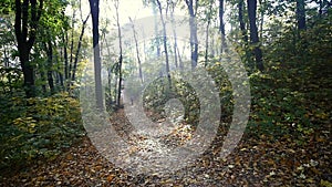 Man on bicycle rides past in forest. Man on bicycle rides past in forest. slow motion