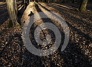 Man on bicycle through woods