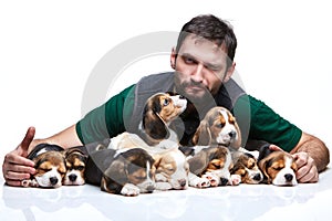 The man and big group of a beagle puppies