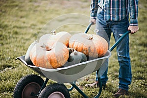 Man with big pumpkins in his wheelbarrow. Retro style photo