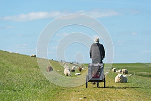 Man with bike on Dutch with sheep