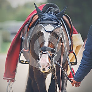 A man in a blue jacket leads a bay horse with a leather saddle and a red horse blanket on its back by the bridle rein. Equestrian