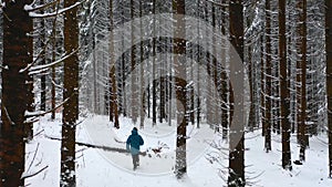 Man with blue jacket in the winter mountain forest among the huge pine trees. Silhouette of a man walking in fresh snow. Backgroun