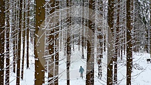 Man with blue jacket in the winter mountain forest among the huge pine trees. Silhouette of a man walking in fresh snow. Backgroun